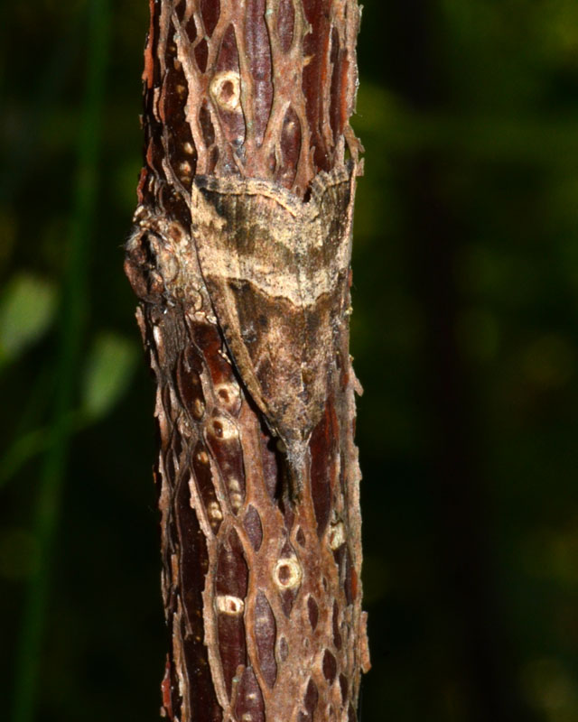 Una falena mimetica:  Hypena (Hypena) rostralis, Erebidae